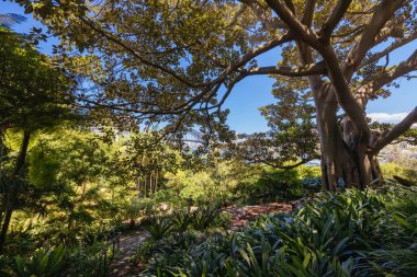 Wendy Whiteleys 'in Gizli Bahçesi Lavender Bay, Sydney, New South Wales, Avustralya' da ılık bir yaz sabahı