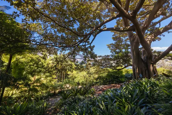 Wendy Whiteleys 'in Gizli Bahçesi Lavender Bay, Sydney, New South Wales, Avustralya' da ılık bir yaz sabahı