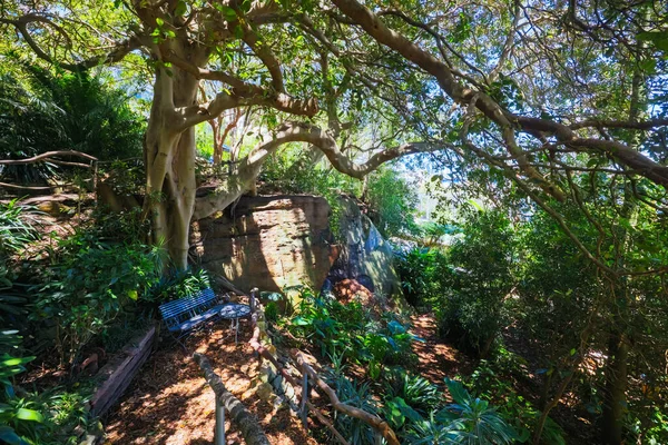 Wendy Whiteleys 'in Gizli Bahçesi Lavender Bay, Sydney, New South Wales, Avustralya' da ılık bir yaz sabahı