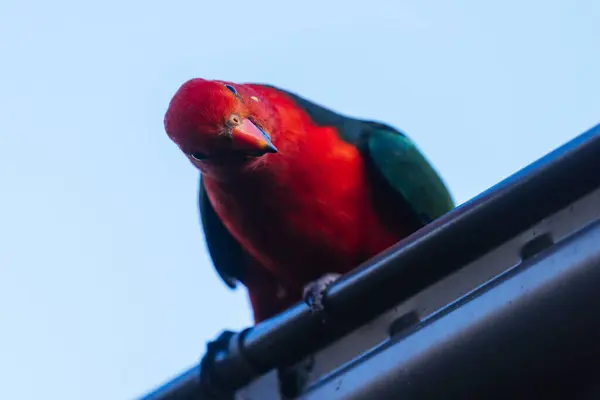 Australian King Parrot looking for food at a house in Yackandandah, Victoria Australia