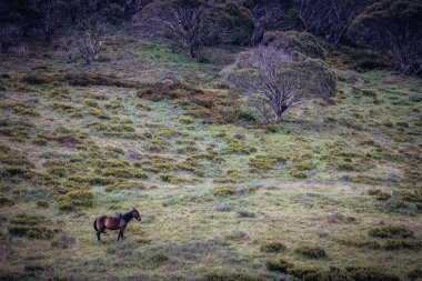 Kosciuszko Ulusal Parkı, Yeni Güney Galler, Avustralya 'daki Dead Horse Gap ve Thredo yakınlarındaki Cascade Hut Trail' de vahşi hayvanlarla dolu bir manzara.