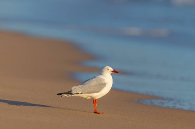 Portsea, Victoria, Avustralya 'da güneşli bir akşamda Portsea Ocean Beach' te bir martı.