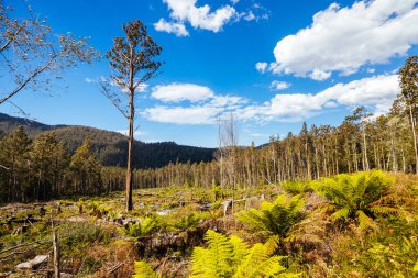 STYX VALLEY, AUSTRALYA - 20 Şubat: Ormancılık Tazmanya bir Dünya Mirası Bölgesi olan Styx Vadisi 'ndeki Güneybatı Ulusal Parkı' nın günlüğünü tutmaya devam ediyor. Bu bölge, büyüyen yaşlı ormanlara ev sahipliği yapıyor. Bob Brown