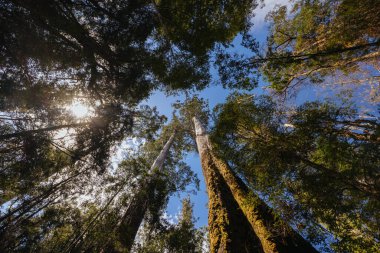 STYX VALLEY, AUSTRALYA - 20 Şubat 2024: Güneybatı Ulusal Parkı, Tazmanya, Avustralya 'da Maydena yakınlarındaki Styx Vadisi' nin manzarası