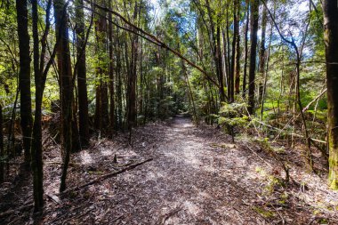 STYX VALLEY, AUSTRALYA - 20 Şubat 2024: Güneybatı Ulusal Parkı, Tazmanya, Avustralya 'da Maydena yakınlarındaki Styx Vadisi' nin manzarası