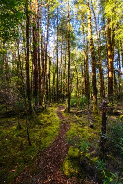 Tenha Rahibe Patikası ve manzarası Güneybatı Ulusal Parkı, Tazmanya, Avustralya 'da serin bir yaz öğleden sonra