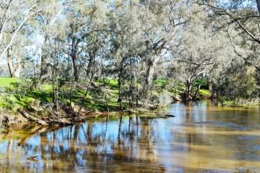 River landscape on the Campaspe River during the afternoon near Axedale in Victoria, Australia. clipart