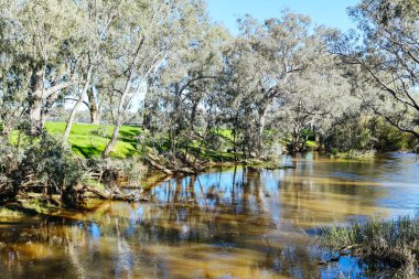 River landscape on the Campaspe River during the afternoon near Axedale in Victoria, Australia. clipart