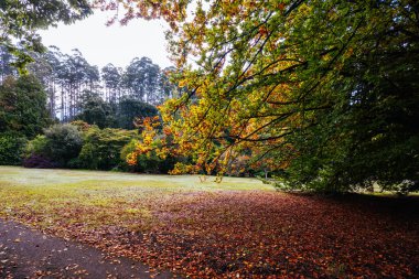 Victoria Avustralya, Olinda 'daki Dandenong Ranges Botanik Bahçesi' nde bir sonbahar öğleden sonrası