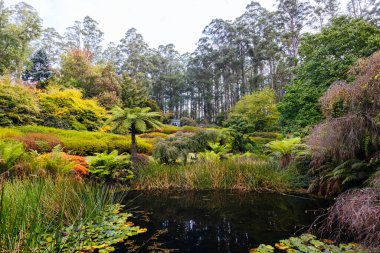 Victoria Avustralya, Olinda 'daki Dandenong Ranges Botanik Bahçesi' nde bir sonbahar öğleden sonrası