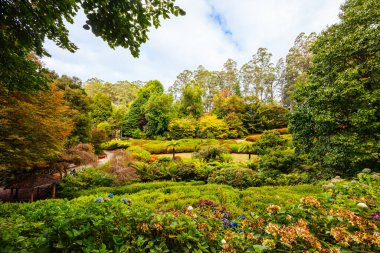 Victoria Avustralya, Olinda 'daki Dandenong Ranges Botanik Bahçesi' nde bir sonbahar öğleden sonrası