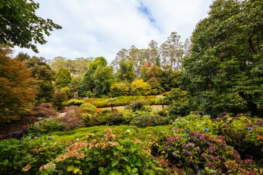 Victoria Avustralya, Olinda 'daki Dandenong Ranges Botanik Bahçesi' nde bir sonbahar öğleden sonrası