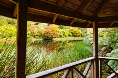 Victoria Avustralya, Olinda 'daki Dandenong Ranges Botanik Bahçesi' nde bir sonbahar öğleden sonrası