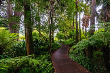 Fern Gully at Royal Botanic Gardens Victoria on a cool autumn morning in Melbourne, Victoria, Australia clipart