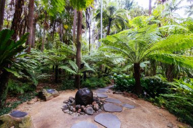 Victoria Kraliyet Botanik Bahçeleri 'nde Fern Gully Melbourne, Victoria, Avustralya' da serin bir sonbahar sabahı