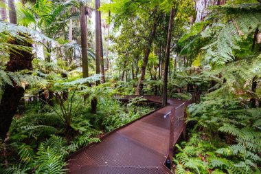 Victoria Kraliyet Botanik Bahçeleri 'nde Fern Gully Melbourne, Victoria, Avustralya' da serin bir sonbahar sabahı