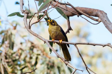 Bell Madencisi, ya da Bellbird, Victoria, Victoria, Melbourne 'daki Royal Botanik Bahçelerinde görüldü.