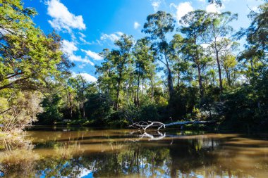 Warrandyte, Victoria, Avustralya 'da serin bir sonbahar gününde Warrandyte River Reserve ve çevresindeki manzara.