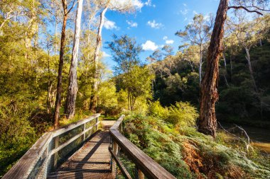 Warrandyte State Park 'ta Pound Bend Reserve. Warrandyte, Victoria, Avustralya' da serin bir sonbahar günü..