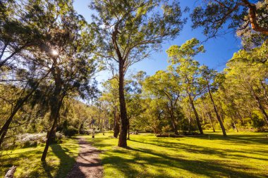 Warrandyte State Park 'ta Pound Bend Reserve. Warrandyte, Victoria, Avustralya' da serin bir sonbahar günü..