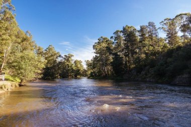 Warrandyte, Victoria, Avustralya 'da serin bir sonbahar gününde Warrandyte River Reserve ve çevresindeki manzara.