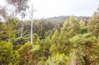 Popüler Steavenson Şelalesi Marysville, Victoria, Avustralya yakınlarında