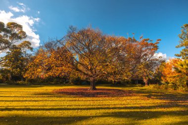 Williamstown Botanik Bahçeleri Melbourne, Victoria, Avustralya 'daki Williamstown şehir merkezinde serin bir kış öğleden sonra