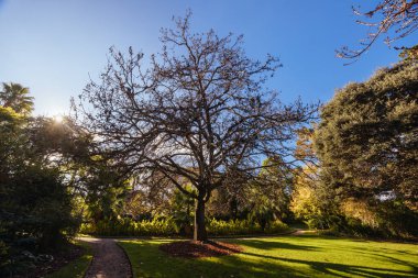 Williamstown Botanik Bahçeleri Melbourne, Victoria, Avustralya 'daki Williamstown şehir merkezinde serin bir kış öğleden sonra