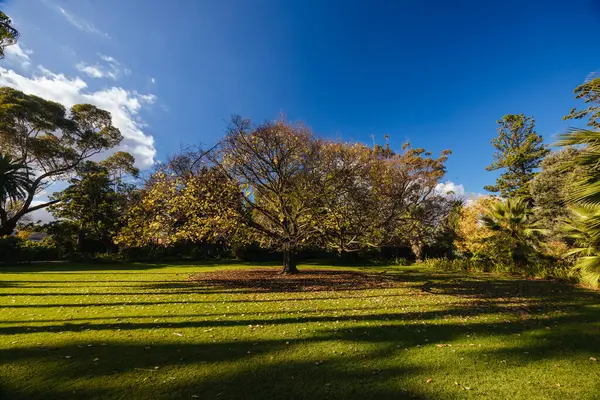 stock image Williamstown Botanic Gardens on a cool winters afternoon in central Williamstown in Melbourne, Victoria, Australia