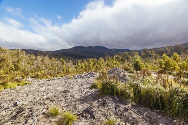DOVER, AUSTRALYA - 23 Şubat: Ormancılık Tazmanya bir Dünya Mirası Bölgesi olan Dover yakınlarındaki Güneybatı Ulusal Parkı 'nın kütüklenmesine devam ediyor. Bu bölge, büyümekte olan eski ormanlara ve kritik ormanın yuvasıdır.