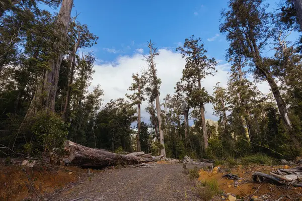 stock image DOVER, AUSTRALIA - FEBRUARY 23: Forestry Tasmania continues logging of Southwest National Park near Dover, a World Heritage Area. This area contans old growth native forest, and home to the critically