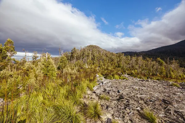 stock image DOVER, AUSTRALIA - FEBRUARY 23: Forestry Tasmania continues logging of Southwest National Park near Dover, a World Heritage Area. This area contans old growth native forest, and home to the critically