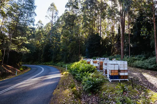 stock image Beekeeping hives around Florentine on Gordon River Rd in Southwest National Park in Tasmania Australia