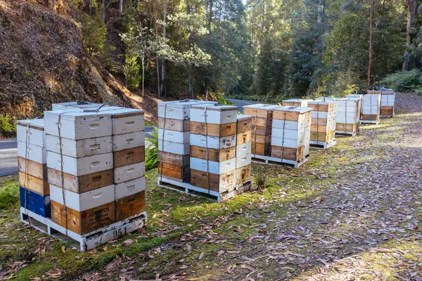 stock image Beekeeping hives around Florentine on Gordon River Rd in Southwest National Park in Tasmania Australia