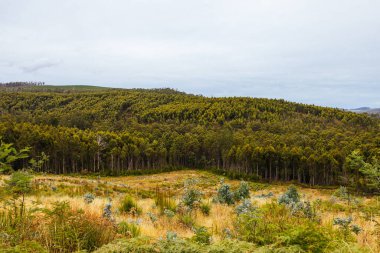 Lonnvale yakınlarındaki Southwood Bulvarı 'ndaki çam tarlaları, Tazmanya Avustralya' daki Dünya Mirası Bölgesi.
