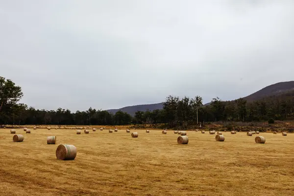 stock image The area around Russell River and Lonnavale Rd in Lonnvale near Geeveston, a World Heritage Area in Tasmania Australia