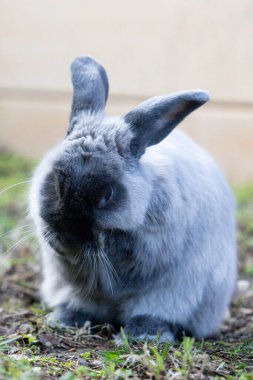 Uzun yeşil otların izole edilmiş arka planına karşı güzel bir tavşan.