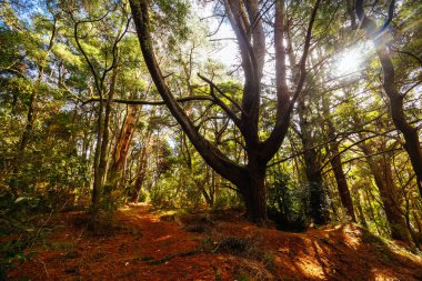 Lerderderderg Heritage Nehir Yürüyüşü 'nün etrafındaki huzurlu çevre, Batı Melbourne, Victoria, Avustralya' da serin bir kış gününde