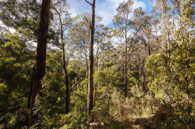 idyllic surroundings around Lerderderg Heritage River Walk on a cool winters day in western Melbourne in Victoria, Australia clipart