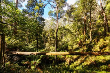 Lerderderderg Heritage Nehir Yürüyüşü 'nün etrafındaki huzurlu çevre, Batı Melbourne, Victoria, Avustralya' da serin bir kış gününde