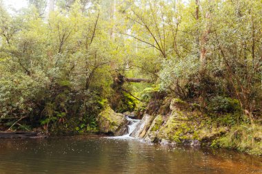 idyllic surroundings around Lerderderg Heritage River Walk on a cool winters day in western Melbourne in Victoria, Australia clipart