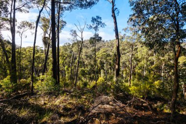 idyllic surroundings around Lerderderg Heritage River Walk on a cool winters day in western Melbourne in Victoria, Australia clipart