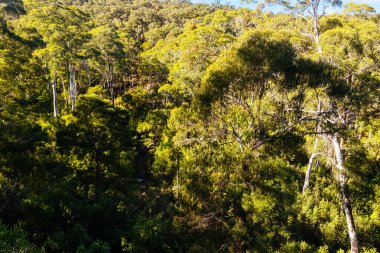 idyllic surroundings around Lerderderg Heritage River Walk on a cool winters day in western Melbourne in Victoria, Australia clipart