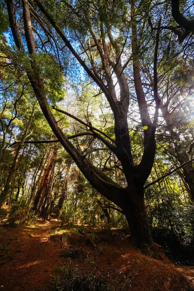Lerderderderg Heritage Nehir Yürüyüşü 'nün etrafındaki huzurlu çevre, Batı Melbourne, Victoria, Avustralya' da serin bir kış gününde