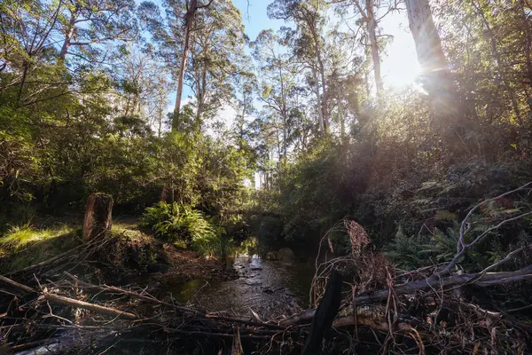 stock image idyllic surroundings around Lerderderg Heritage River Walk on a cool winters day in western Melbourne in Victoria, Australia