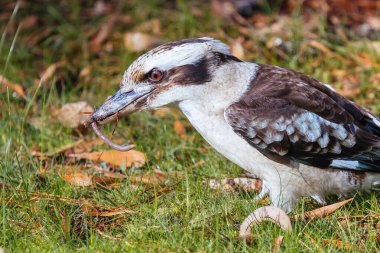 A watchful kookaburra pulls a worm out of the ground and eats it after rain in Blackwood on a winterss day in Victoria, Australia clipart