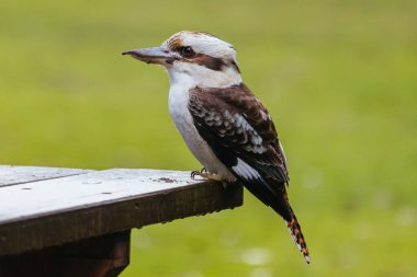 A watchful kookaburra looking for worms after rains in Blackwood on a winters day in Victoria, Australia clipart