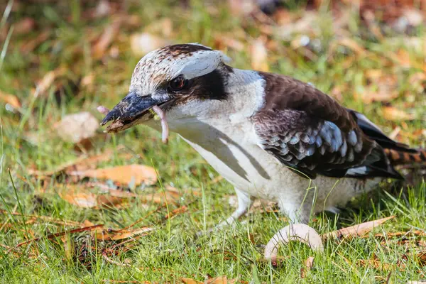 stock image A watchful kookaburra pulls a worm out of the ground and eats it after rain in Blackwood on a winterss day in Victoria, Australia