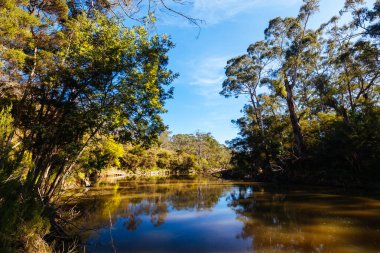 Warrandyte, Victoria, Avustralya 'da sıcak bir kış gününde Warrandyte Eyalet Parkı' nın bir parçası olarak Yarra Nehri boyunca Mavi Dil Virajı Yürüyüşü.