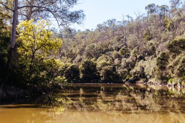 Warrandyte, Victoria, Avustralya 'da sıcak bir kış gününde Warrandyte Eyalet Parkı' nın bir parçası olarak Yarra Nehri boyunca Mavi Dil Virajı Yürüyüşü.